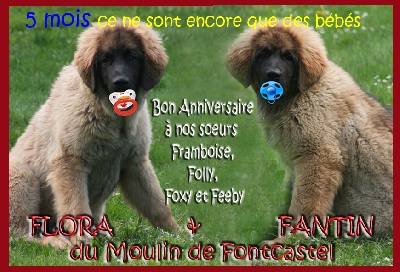 du Moulin de Fontcastel - LES BEBES ONT 5 MOIS