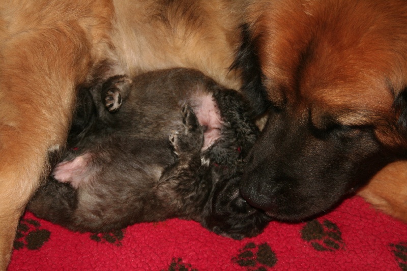 du Moulin de Fontcastel - Leonberger - Portée née le 10/12/2012