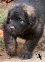 du Moulin de Fontcastel - Leonberger - Portée née le 01/09/2014