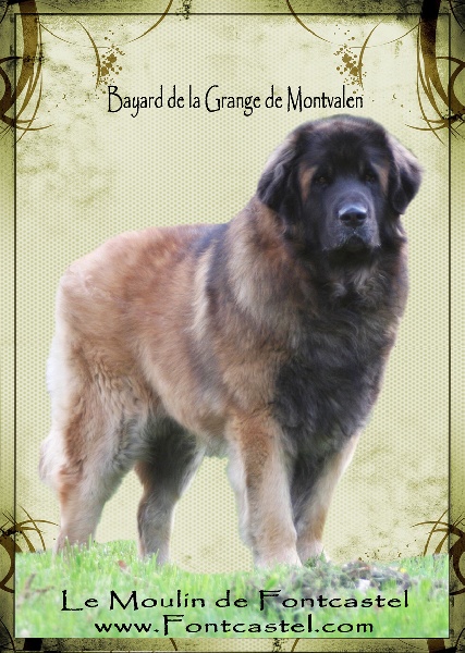 Bayard de la grange de montvalen