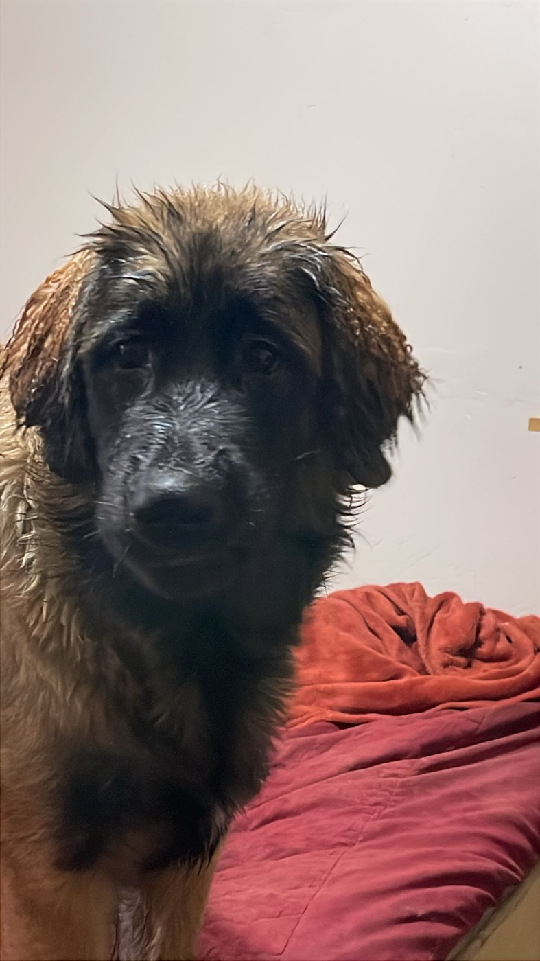 AYANA BBLOVE Leos De La Fournaise